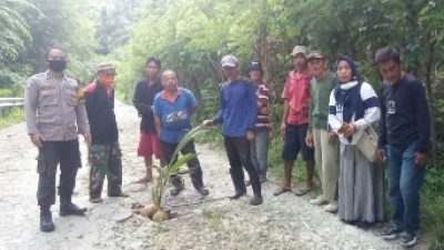 Ternyata, Jalan Rusak yang Ditanami Pohon di Segeri Majene, Sudah Makan Banyak Korban