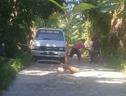 Tak Kunjung Diperbaiki, Warga di Segeri Majene Tanam Pohon Pisang di Tengah Jalan