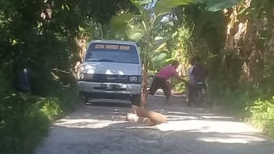 Tak Kunjung Diperbaiki, Warga di Segeri Majene Tanam Pohon Pisang di Tengah Jalan
