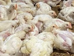Jelang Idul Adha, Harga Ayam Potong di Majene Sentuh Angka Rp 75 Ribu Per Ekor
