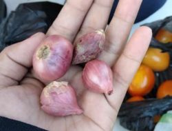 Cerita Mahasiswi Unsulbar Soal Uang Rp 3 Ribu Dapatnya 4 Biji Bawang Merah