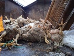Banjir Pasar Sentral Majene, Ratusan Ayam Potong Mati Tenggelam