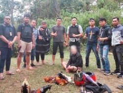 Gerebek Judi Sabung Ayam di Mamasa, Seorang Kakek 70 Tahun Terjaring