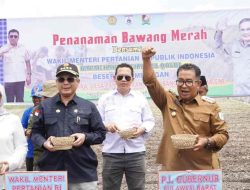 Hadiri Panen Bawang di Majene , Wamentan Siap Dukung Peningkatan Produksi Petani Bawang