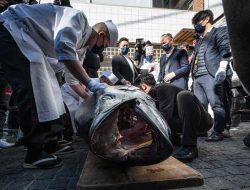 Fantastis, Harga Seekor Ikan Tuna Sirip Biru Pagi Ini Tembus Rp 4,2 Miliar