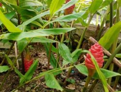 Tak Banyak yang Tahu, 6 Manfaat Luar Biasa Lempuyeng dan Cara Penyajiannya