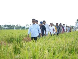 Enam Kabupaten di Sulbar Bakal Terima Alat Pertanian Combine Harvester