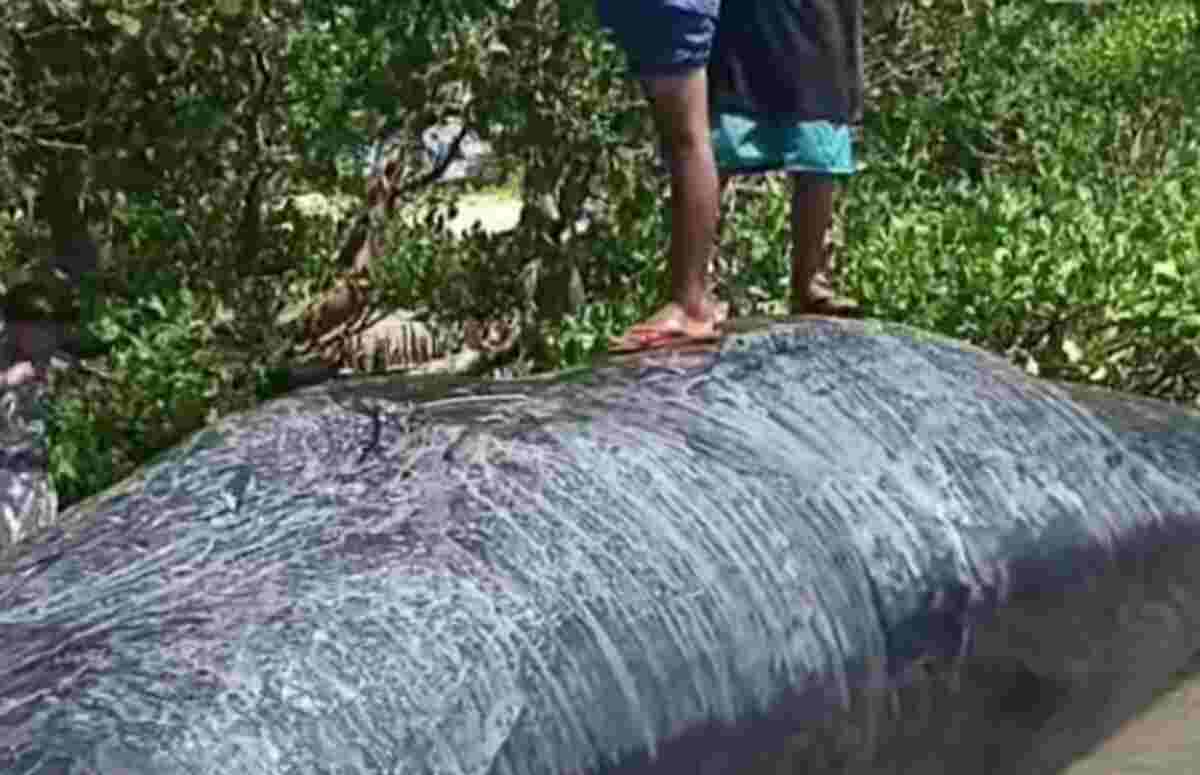Ikan paus terdampar di baturoro