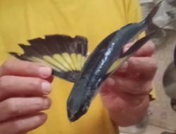 Manfaat dan Kandungan Gizi Ikan Terbang, Si Penjelajah Laut yang Kaya Nutrisi