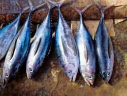 Ikan Tongkol, Murah Meriah dengan Segudang Manfaat untuk Jantung dan Otak