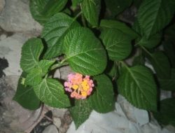 Daun Tembelekan, Tanaman Liar dengan Segudang Manfaat untuk Kesehatan