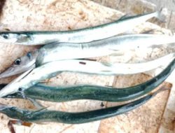 Ikan Sori, Sumber Protein Laut dengan Segudang Manfaat untuk Kesehatan