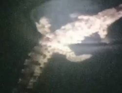 Heboh Buaya Masuk Sungai Dekat Permukiman Warga di Malunda