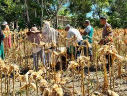 Dukung Ketahanan Pangan Nasional, Bhabinkamtibmas Polsek Banggae Panen Jagung Bersama Warga Buttu