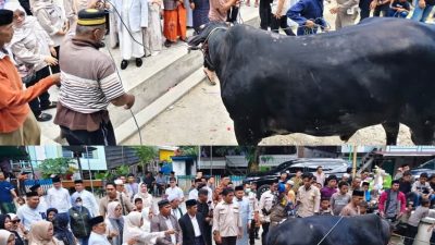 Presiden Prabowo Salurkan Sapi Kurban 1 Ton untuk Warga Majene
