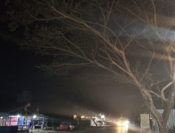 Pohon Kering di Jalur Trans Sulawesi Majene Mengancam Keselamatan Pengendara, Pemda Diminta Bertindak Cepat