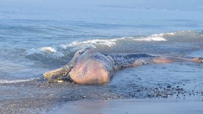 Paus Terdampar di Pesisir Kasambang Mamuju, Bau Menyengat Ganggu Warga